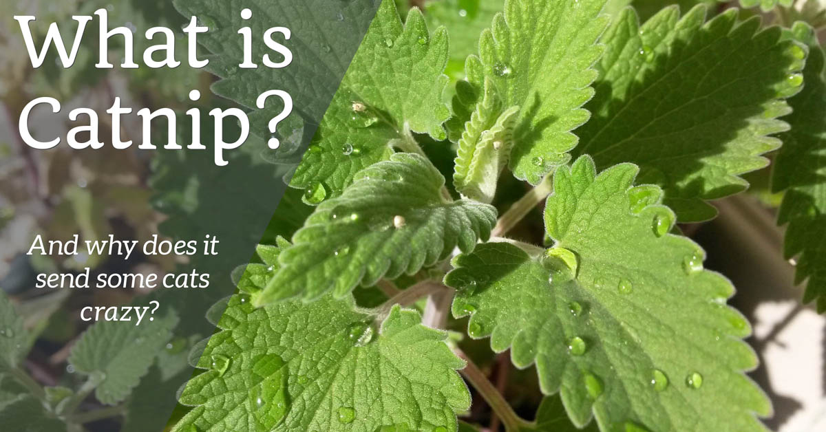 What is Catnip (Nepeta Cataria) for Cats? CatWorld