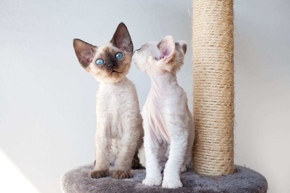 Devon Rex Cat Breeders Australia CatWorld