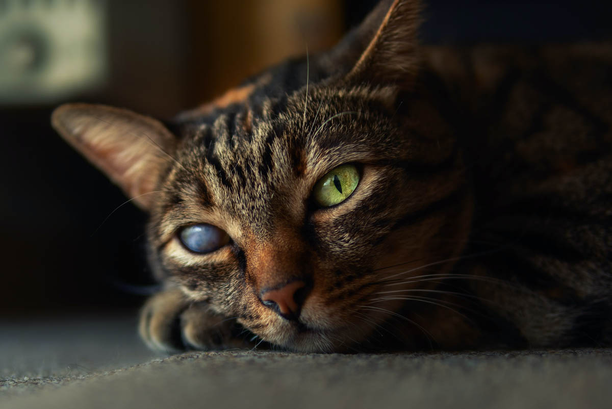 in Cats Causes, Symptoms & Treatment CatWorld