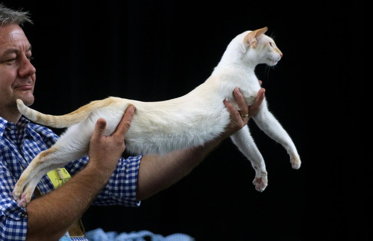 Flame Point Siamese Appearance, Personality and Care CatWorld