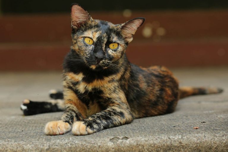 Torbie vs Tortie Cat What is the Difference? CatWorld