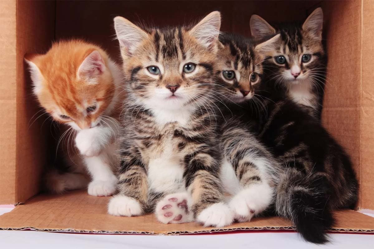 Cat Names Archives Page 3 of 4 CatWorld