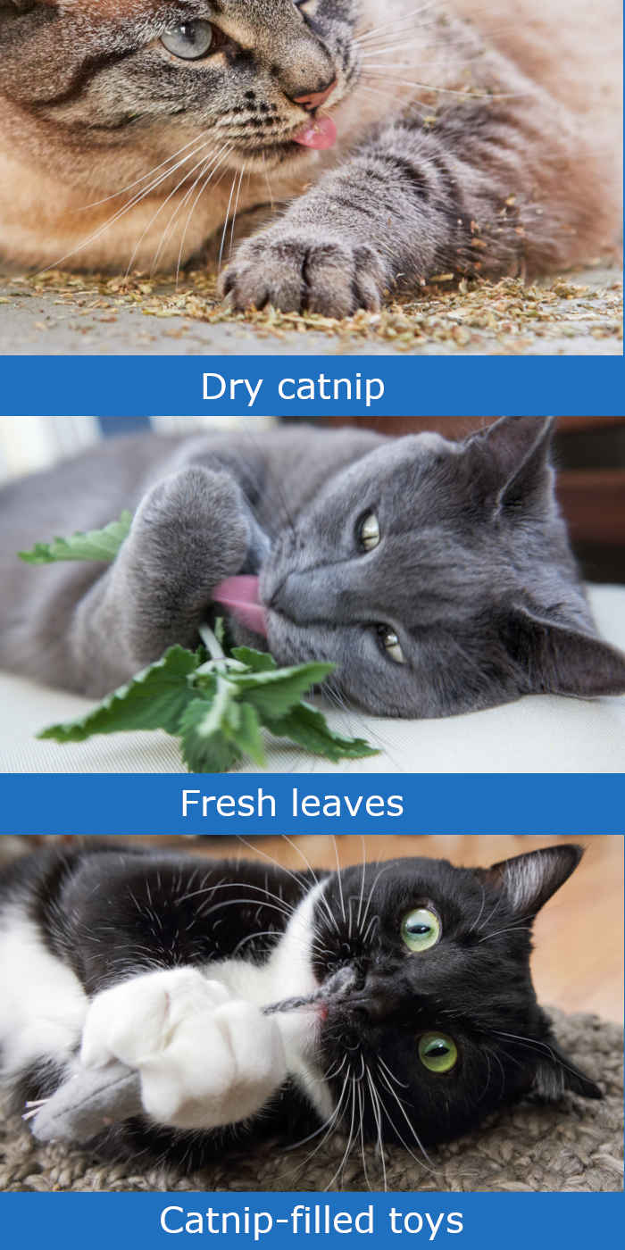 Catnip Can Make Cats Happy How Much is Safe for Your Cat? CatWorld