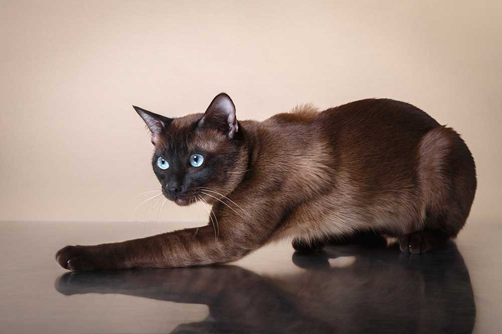 Why Brown Cats Are Rare + Pics of 11 Brown Cat Breeds CatWorld