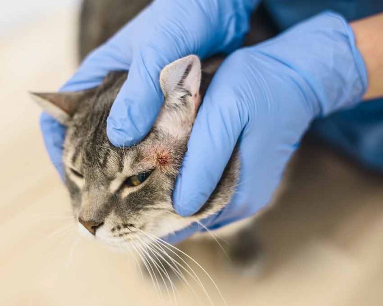 Scabs on Cats 4 Types (with Pictures) & How to Treat CatWorld