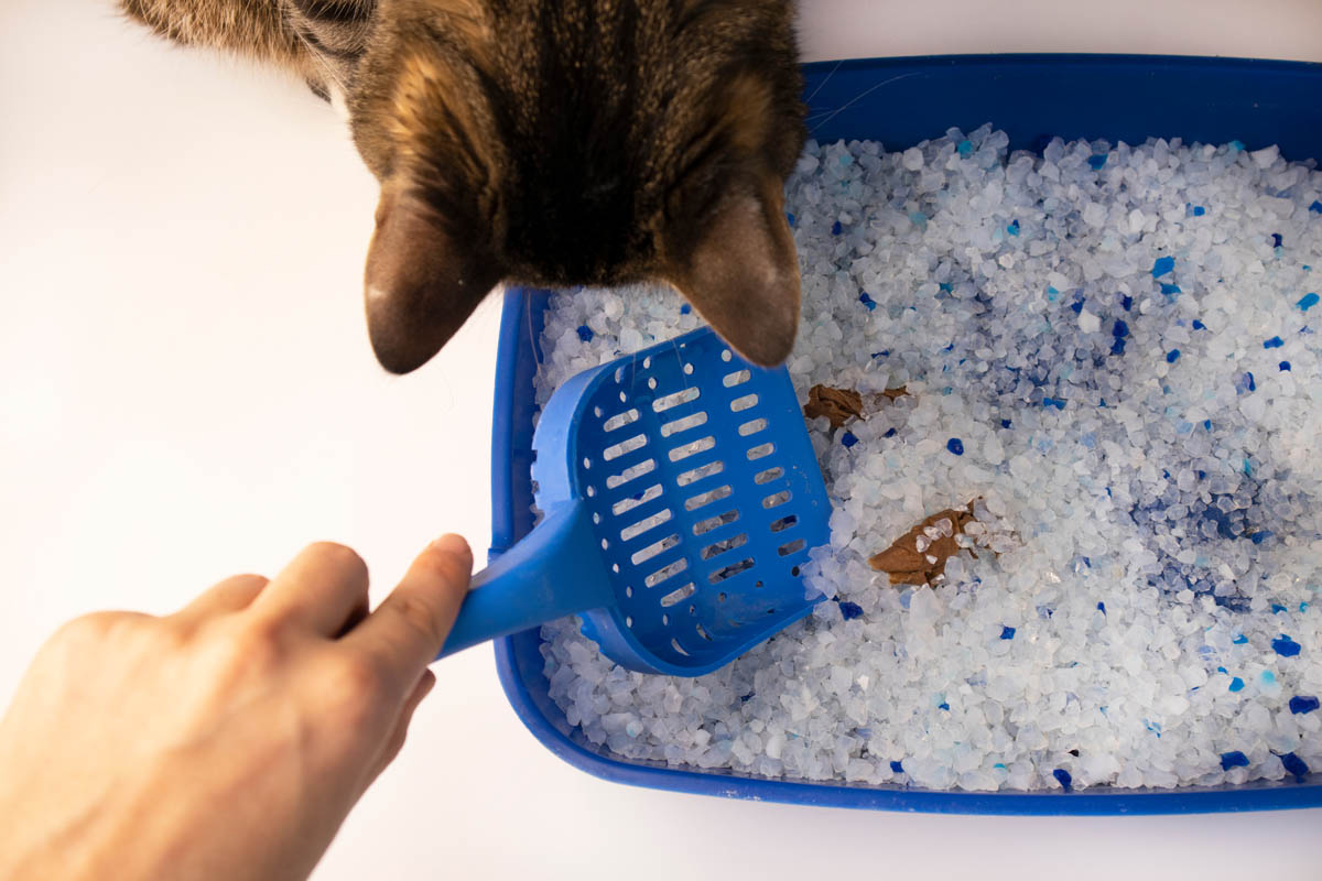 Worms in Cat Poop With Pictures & Veterinarian Advice CatWorld