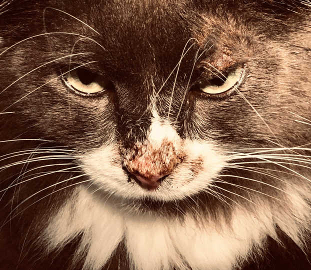 Why Does My Cat's Nose Keep Bleeding at David Huntley blog