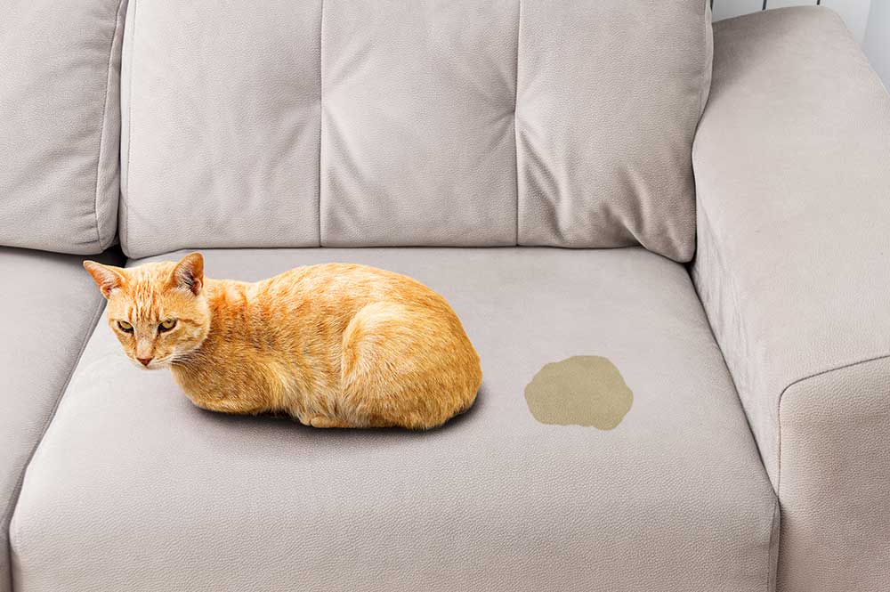 What To Do With Old Cat Peeing Everywhere at Eric Hailey blog
