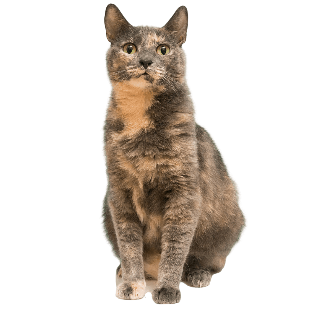 Partnerships Cat Adoption Team