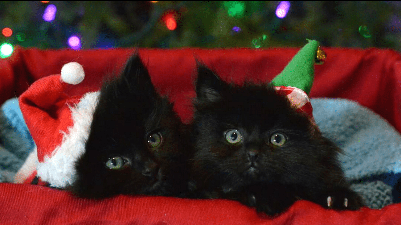 Holiday Gift Guide Cat Adoption Team