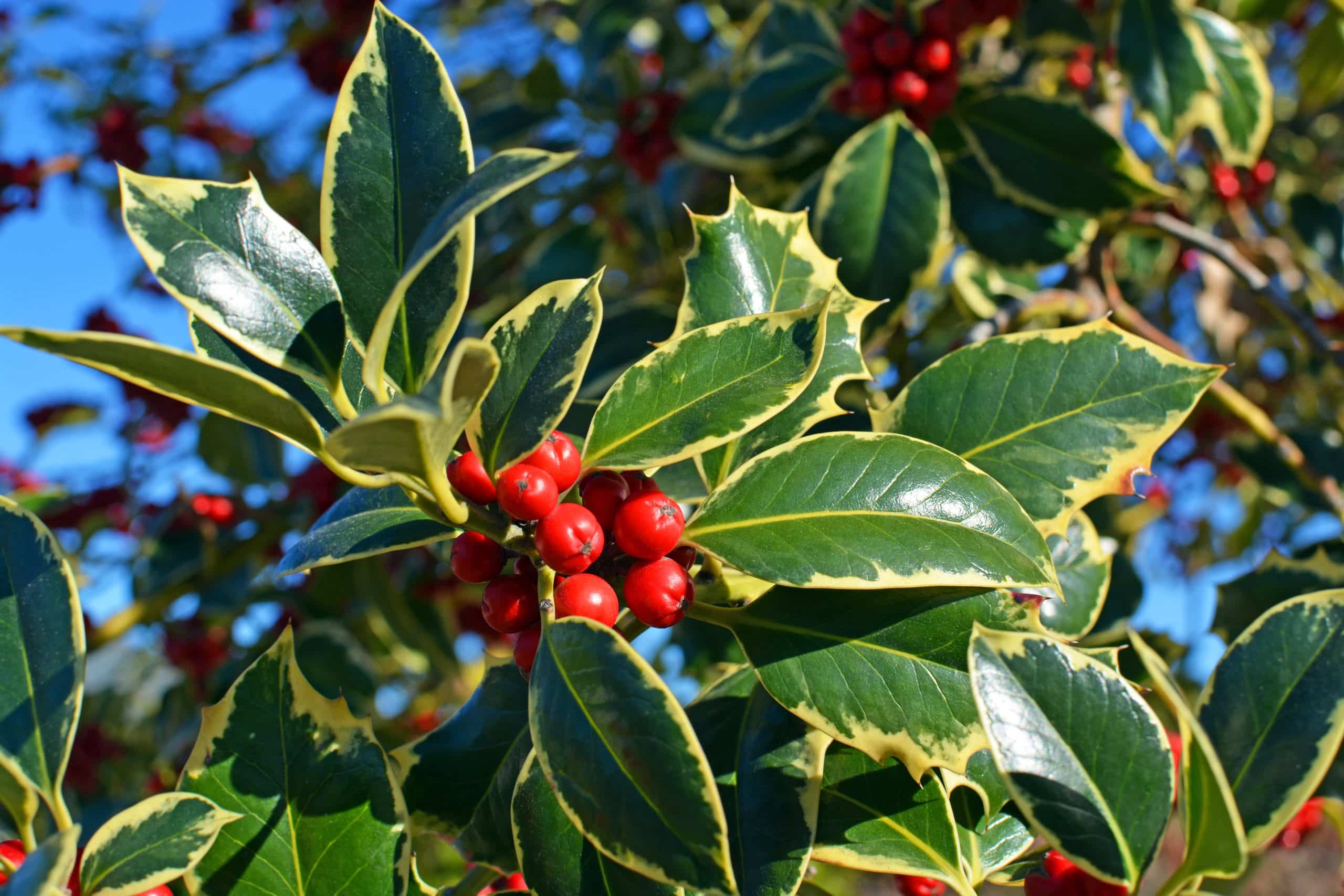 Insight from Massachusetts Landscapers on Native Plants
