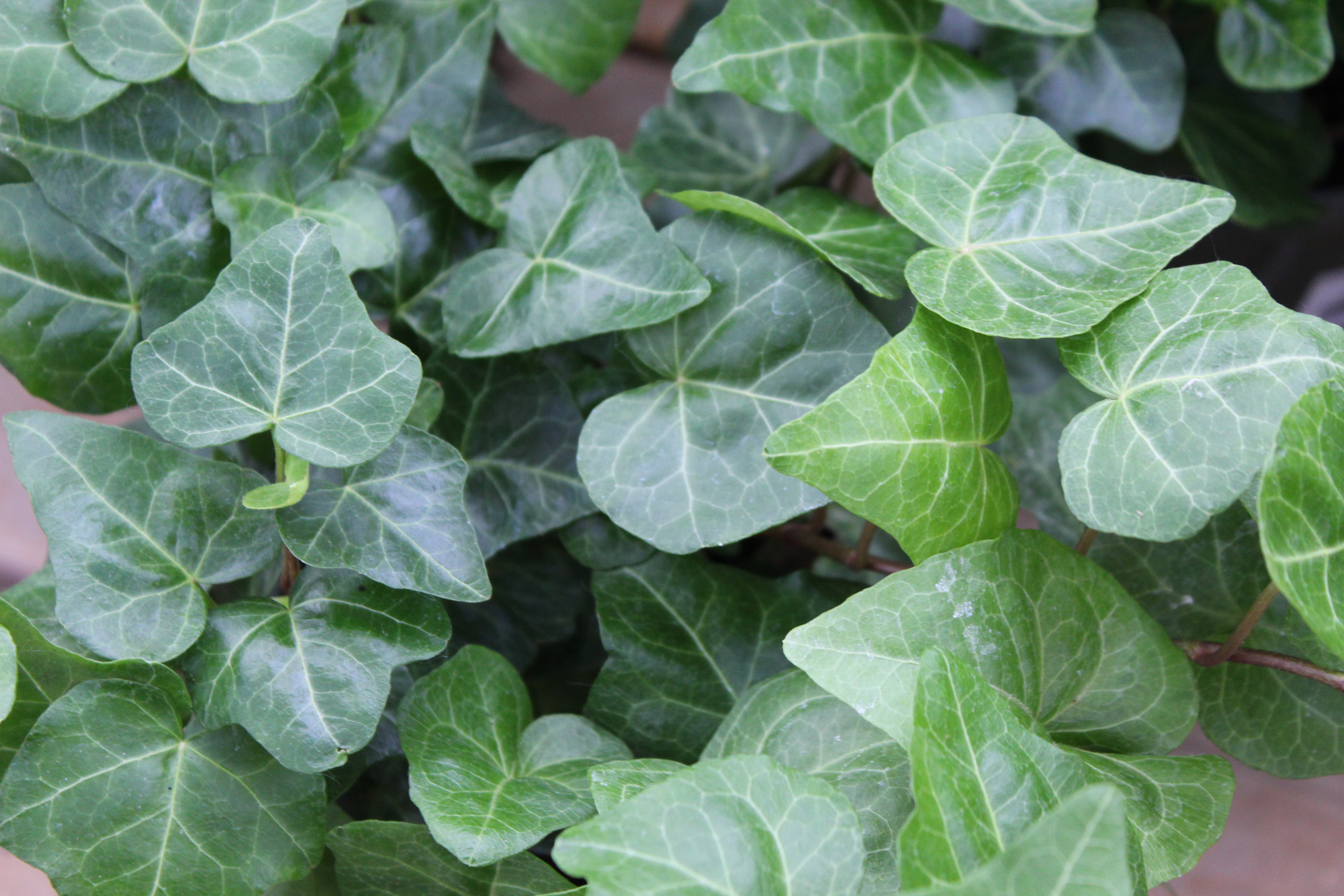 Ivy ‘Assorted’ Wilson's Garden Center