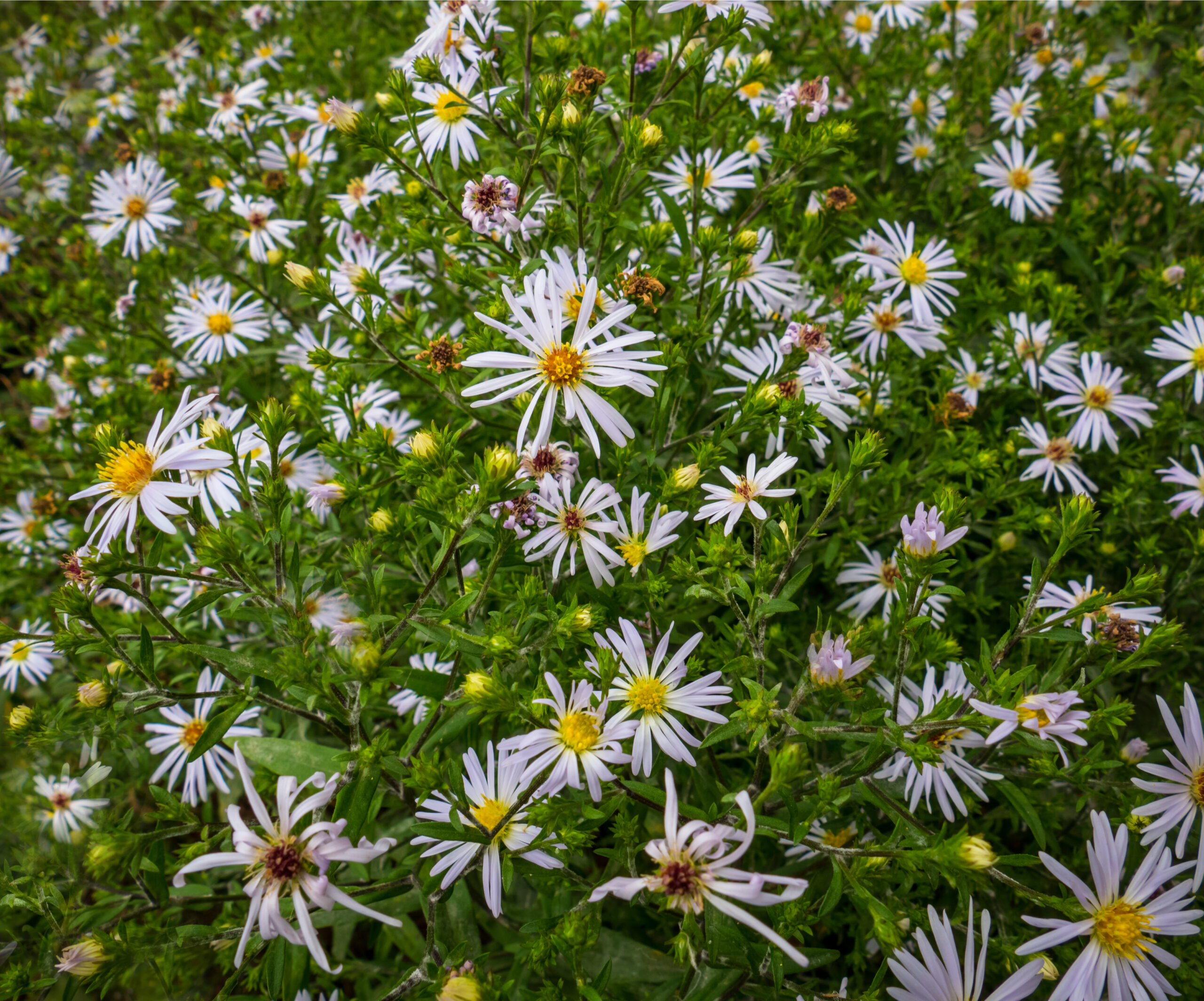 Aster lanceolatus / Panicled Aster Wicklein's Wholesale Native Plant