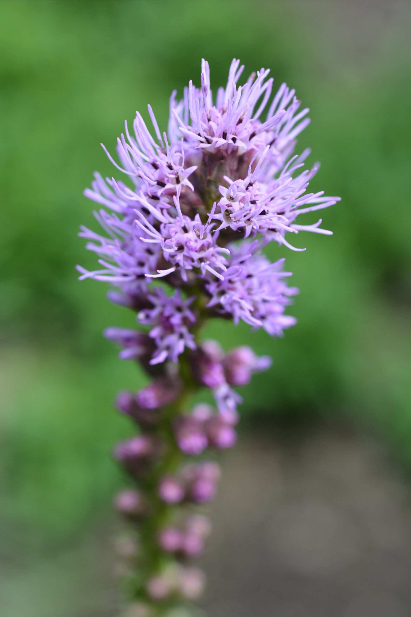 Liatris scariosa / Savanna Blazing Star Wicklein's Wholesale Native