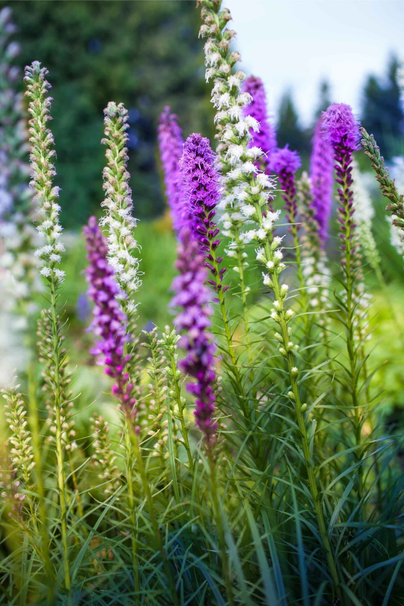 Liatris squarrosa / Scaly Blazing Star Wicklein's Wholesale Native