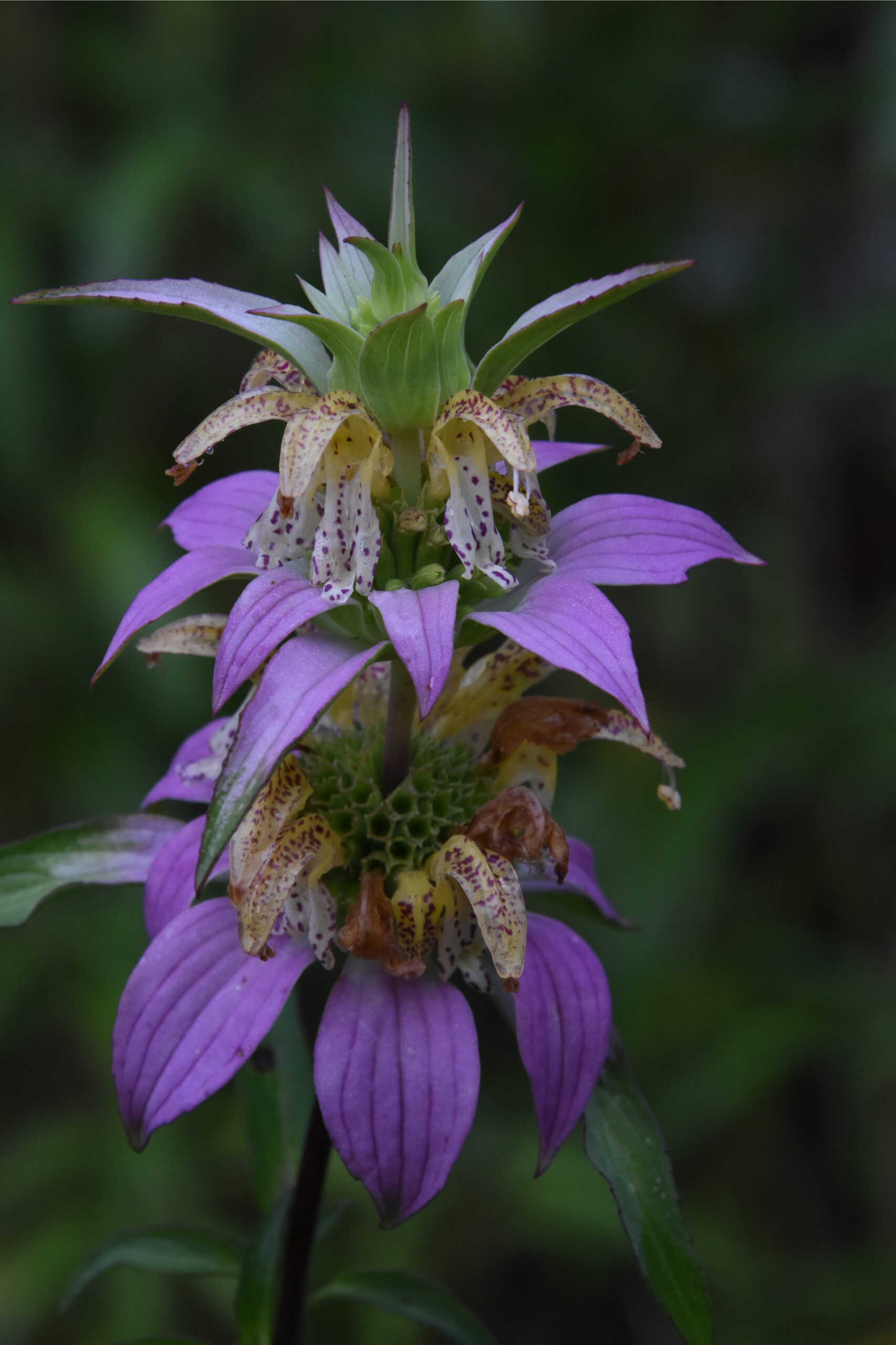 Monarda punctata / Spotted Beebalm Wicklein's Wholesale Native Plant