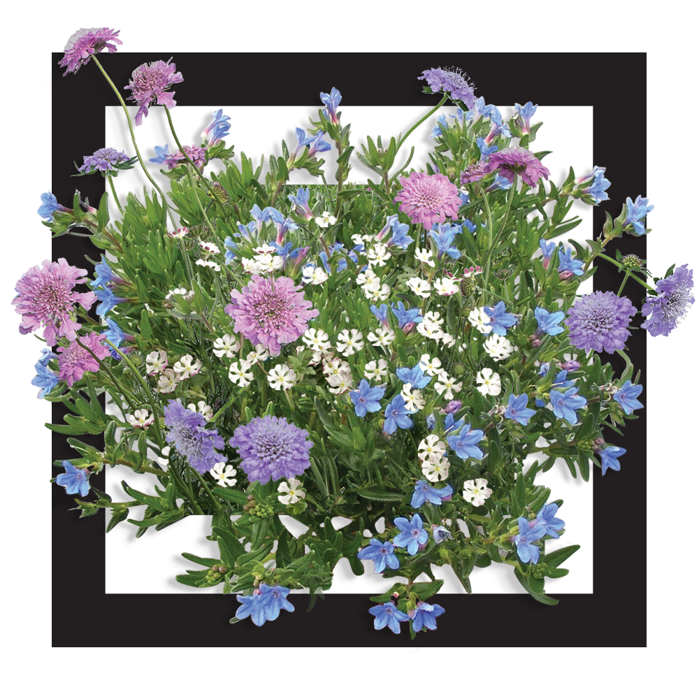 PERENNIALS Archives Hishtil Catalogue