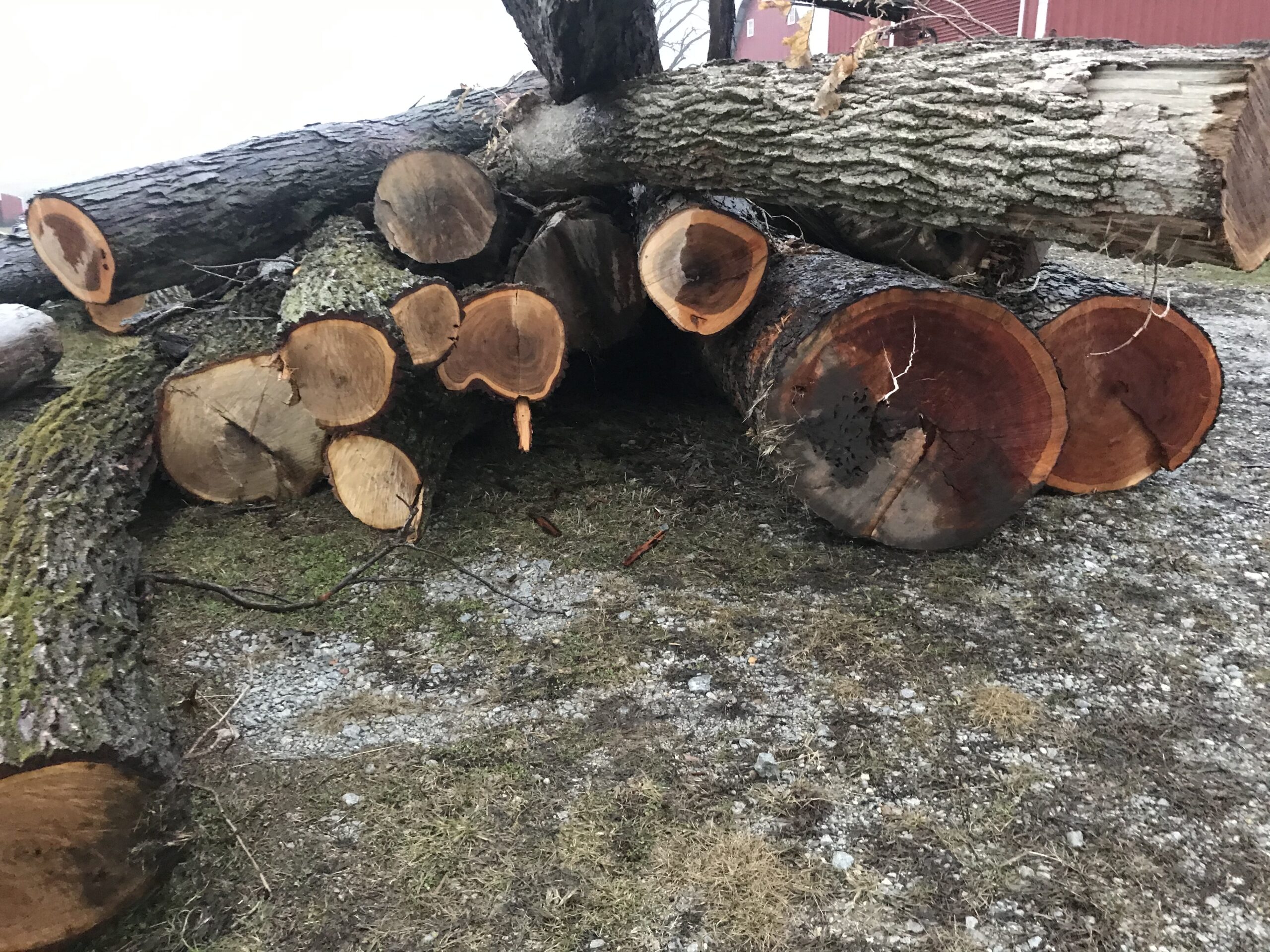 What’s Up, Catalpa? Catalpa Corner Horse Park