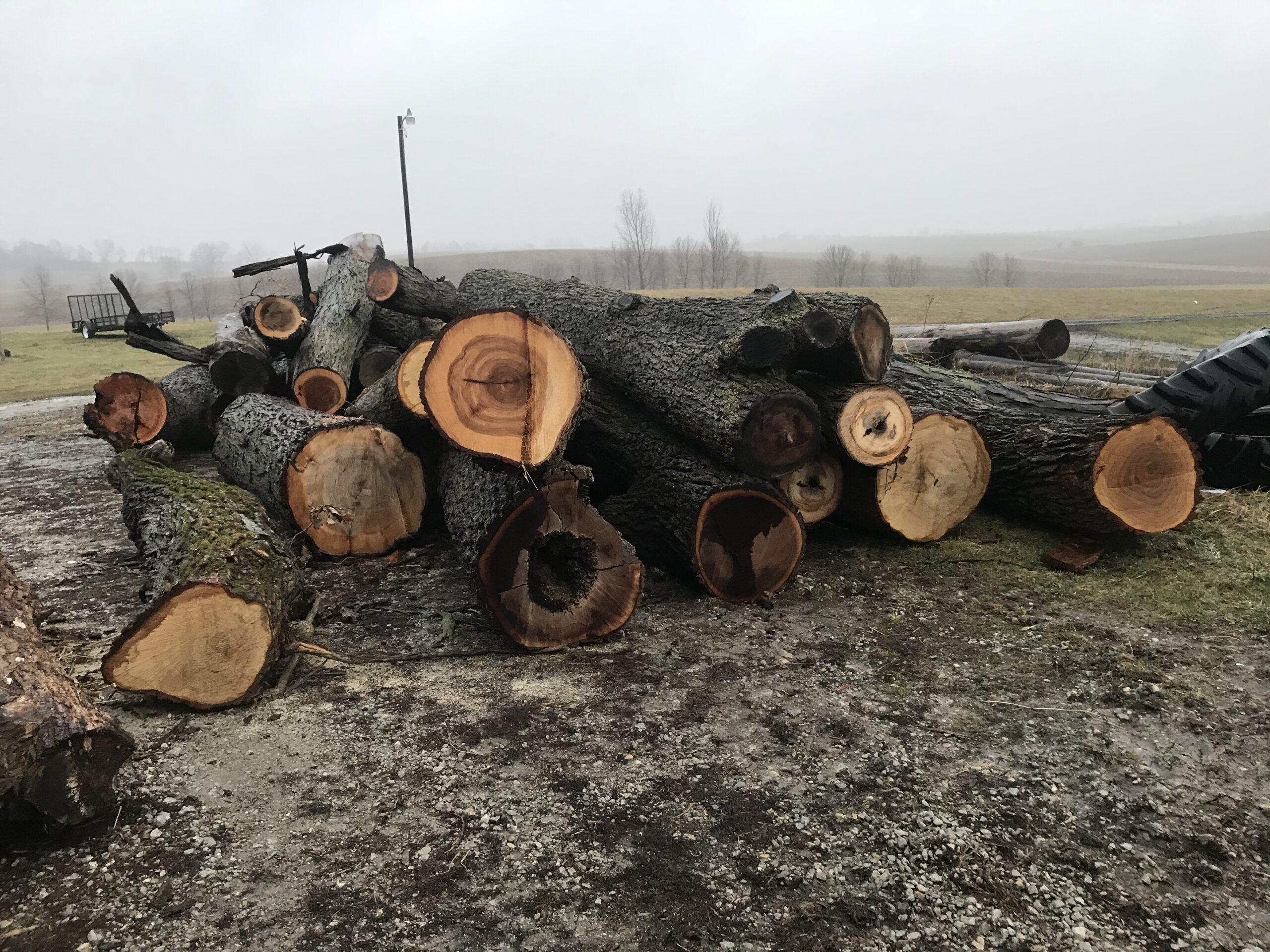 What’s Up, Catalpa? Catalpa Corner Horse Park