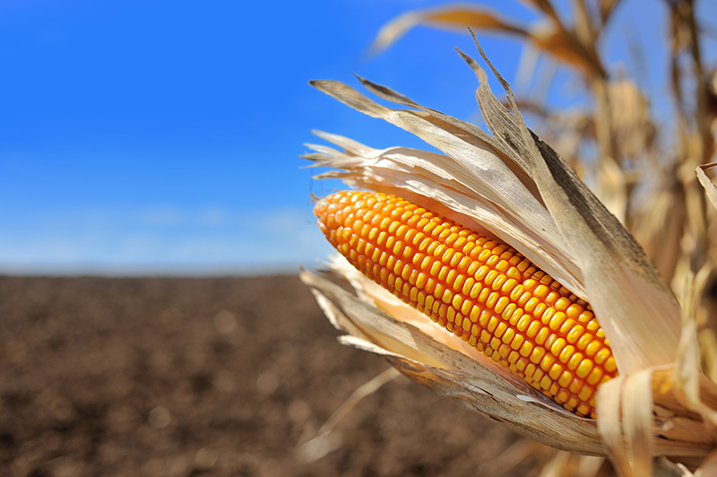Portfolio Manager Discusses Why Corn Prices Showing Weakness Even with