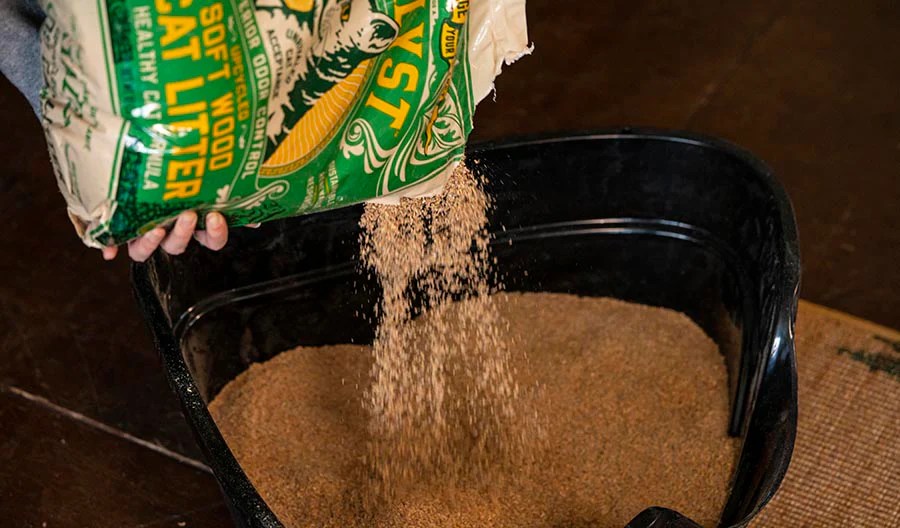 Transitioning Your Cat to Natural Catalyst Pet Litter Is Easy