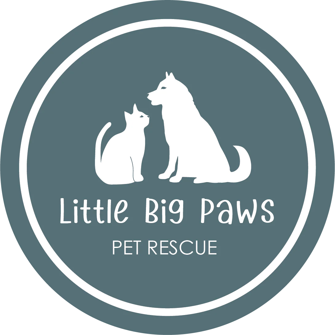 Best Catalyst Healthy Cat Litter Formula For Sensitive Cats Catalyst Pet