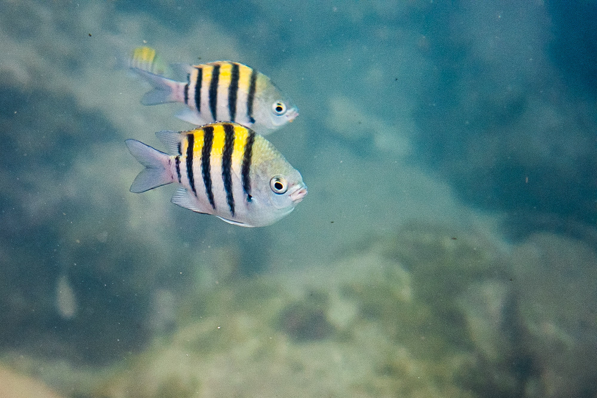 Caribbean Martinique Grande Anse d'Arlet catamarket