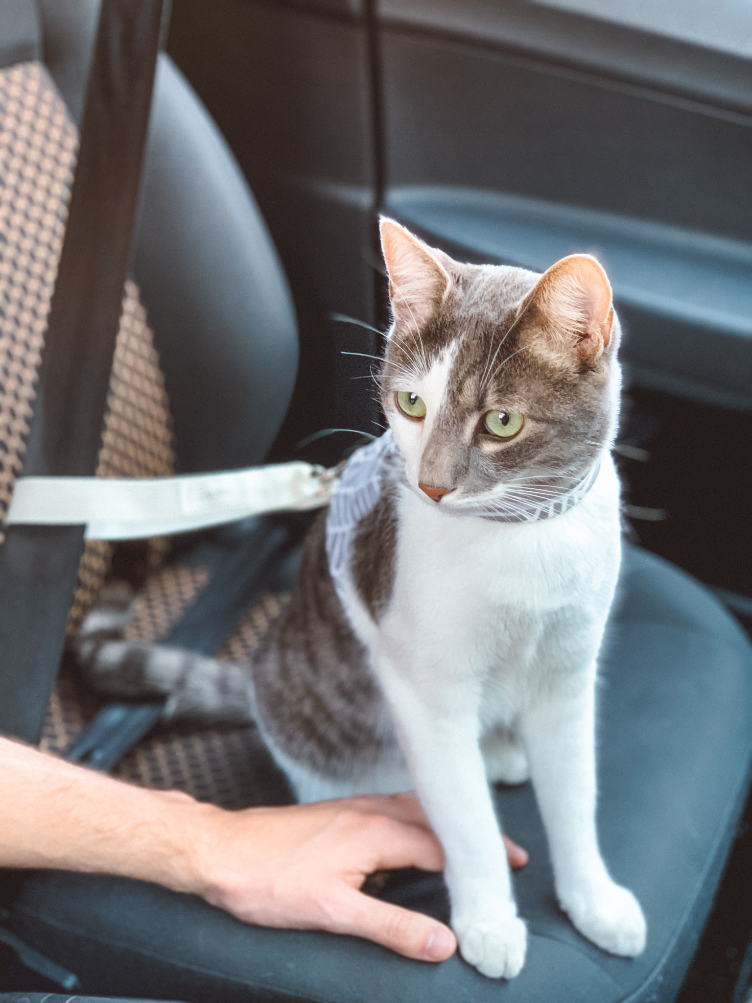 Cat Safety Belt Attachment cat & i