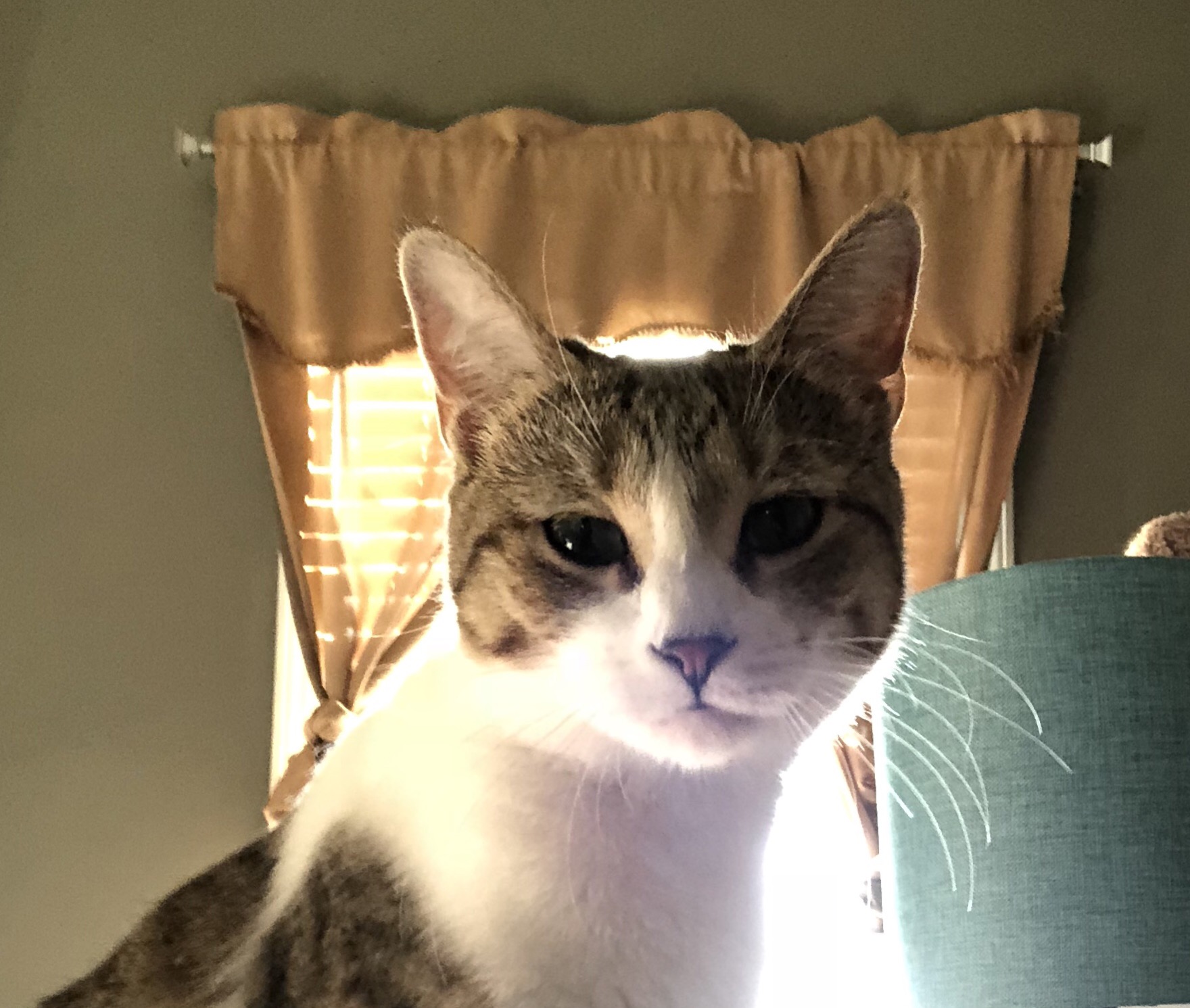 Peso {Adopted} Cat Around Town Project