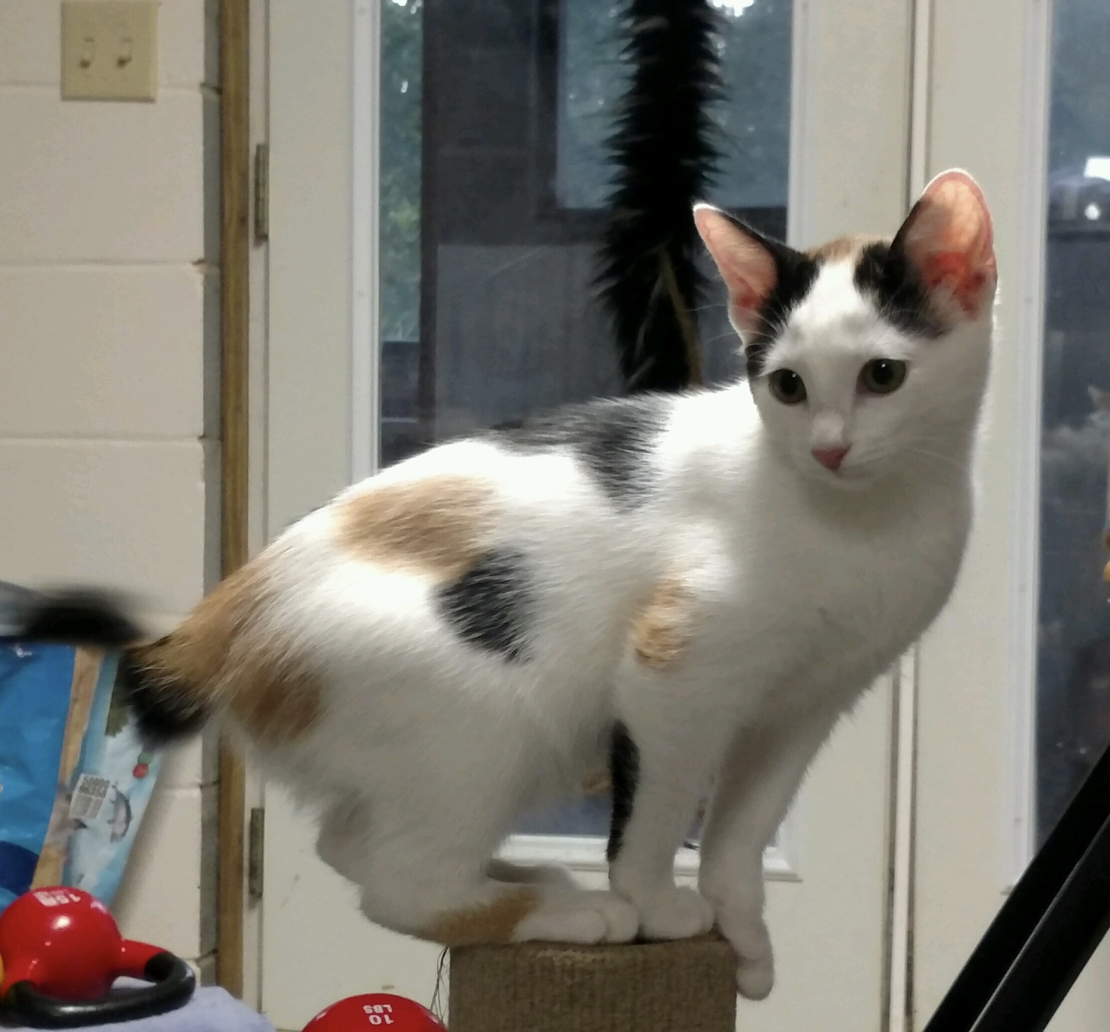 Violet {Adopted} Cat Around Town Project