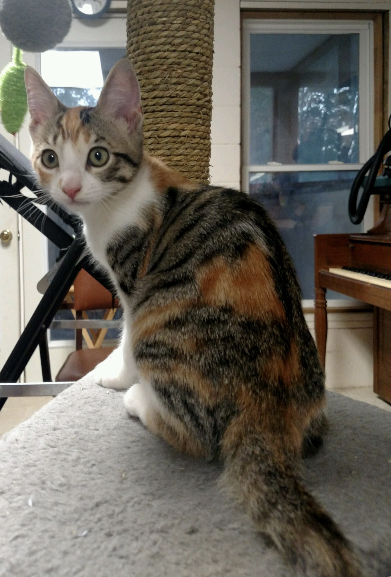 Azalea {Adopted} Cat Around Town Project