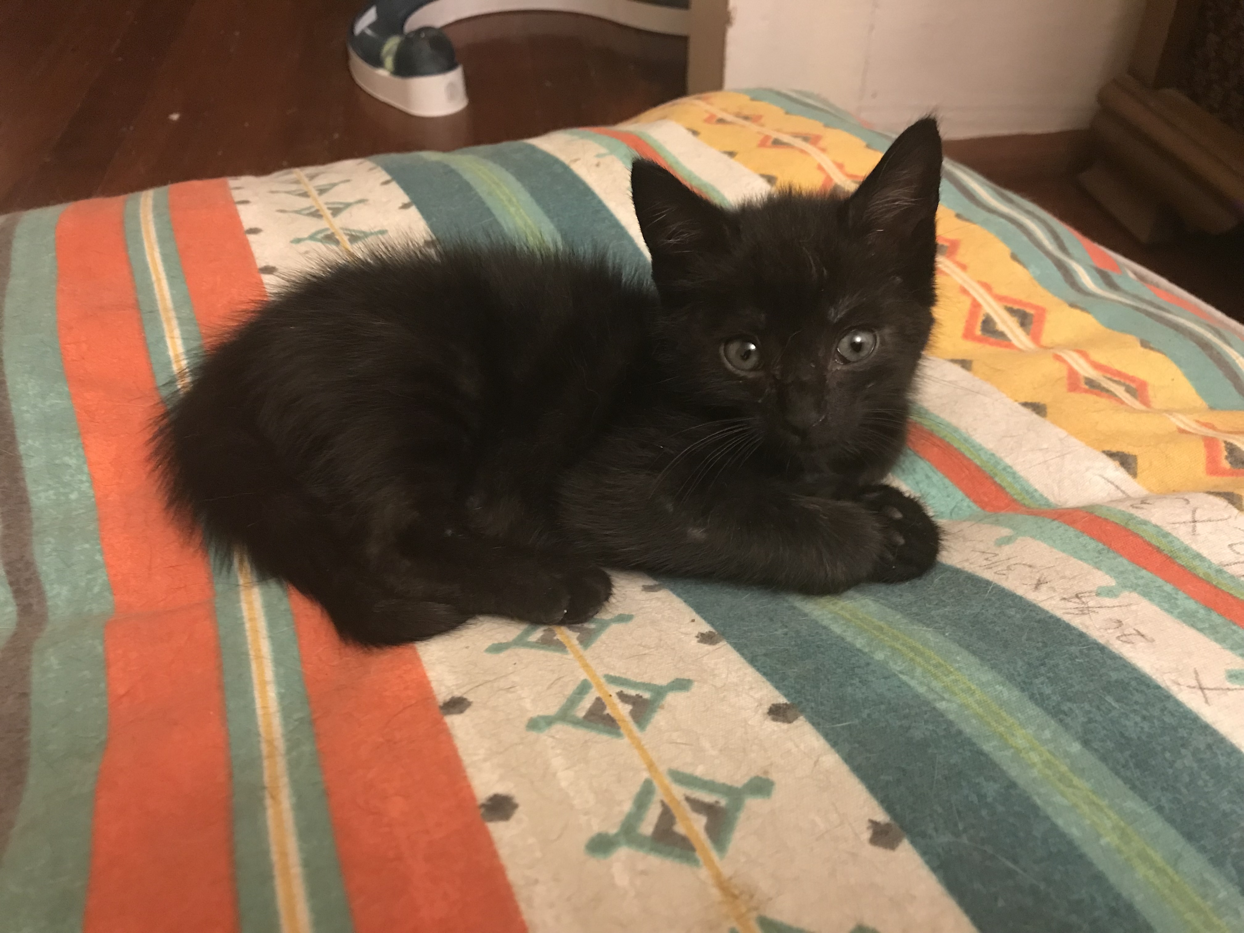 Mule {Adopted} Cat Around Town Project