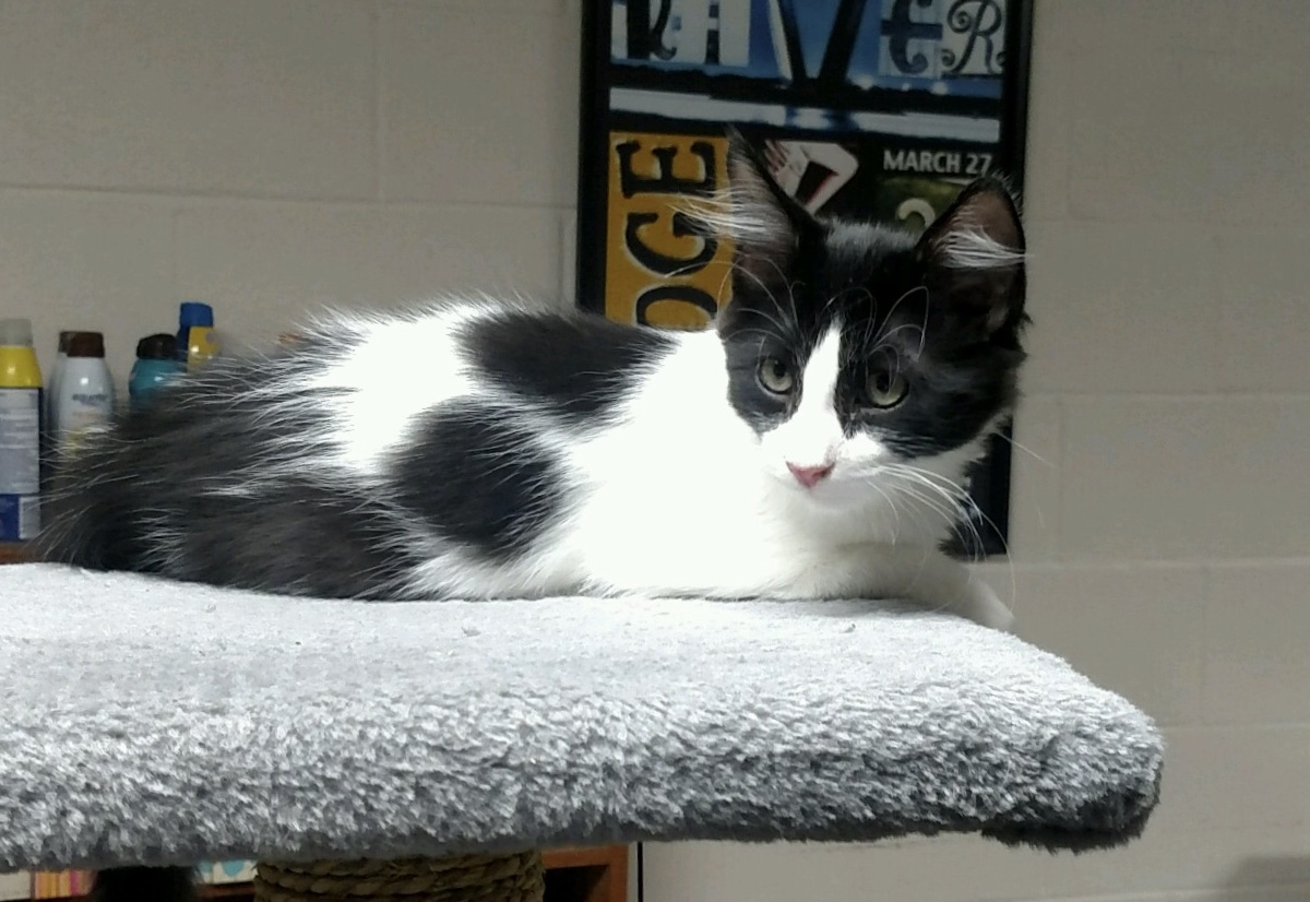 Decker {Adopted} Cat Around Town Project