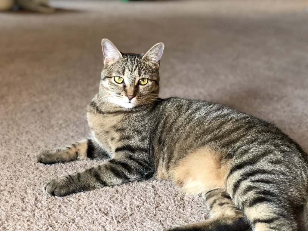 Penny {Adopted} Cat Around Town Project