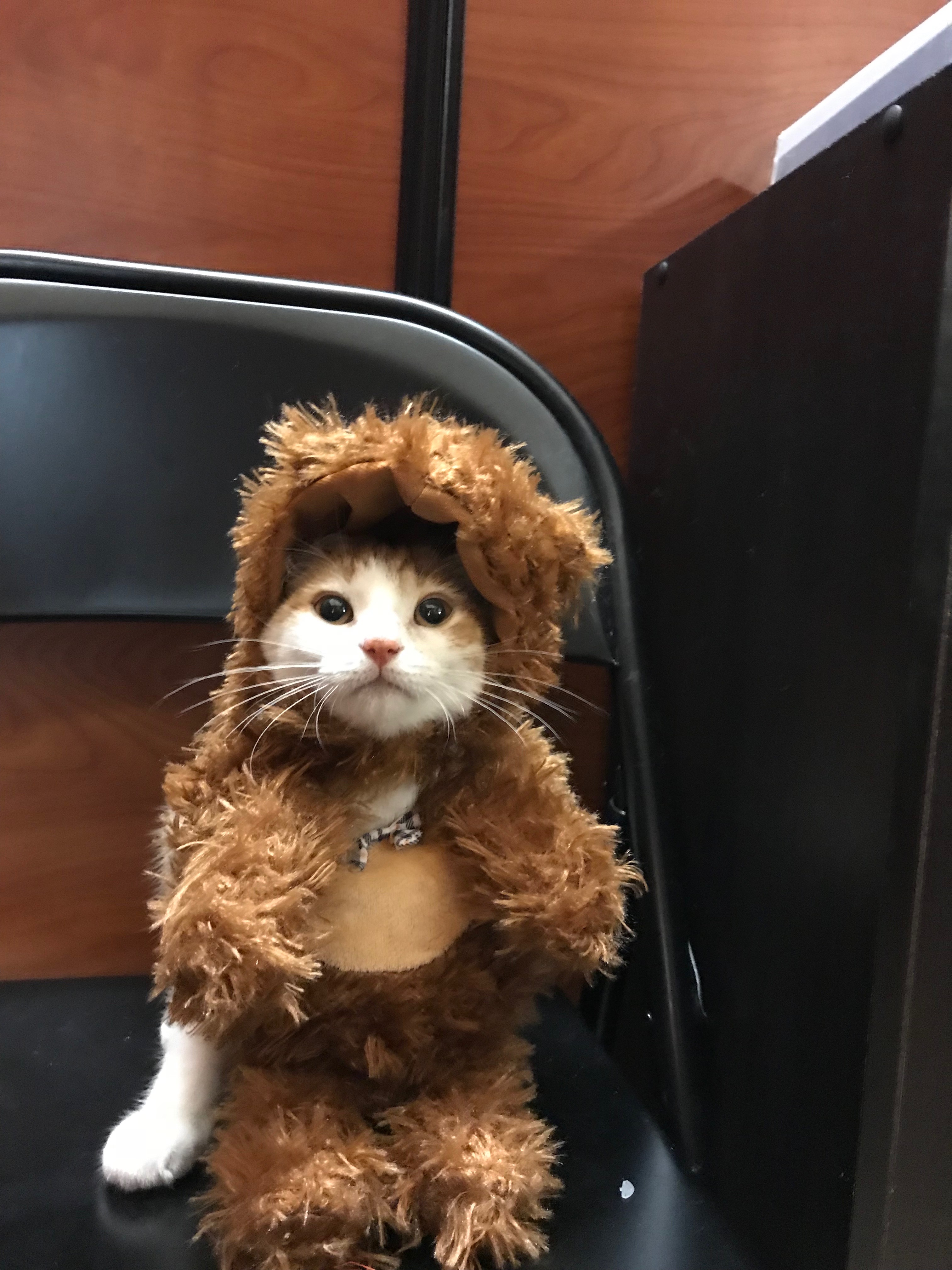 Amelia Bedelia {Adopted} Cat Around Town Project