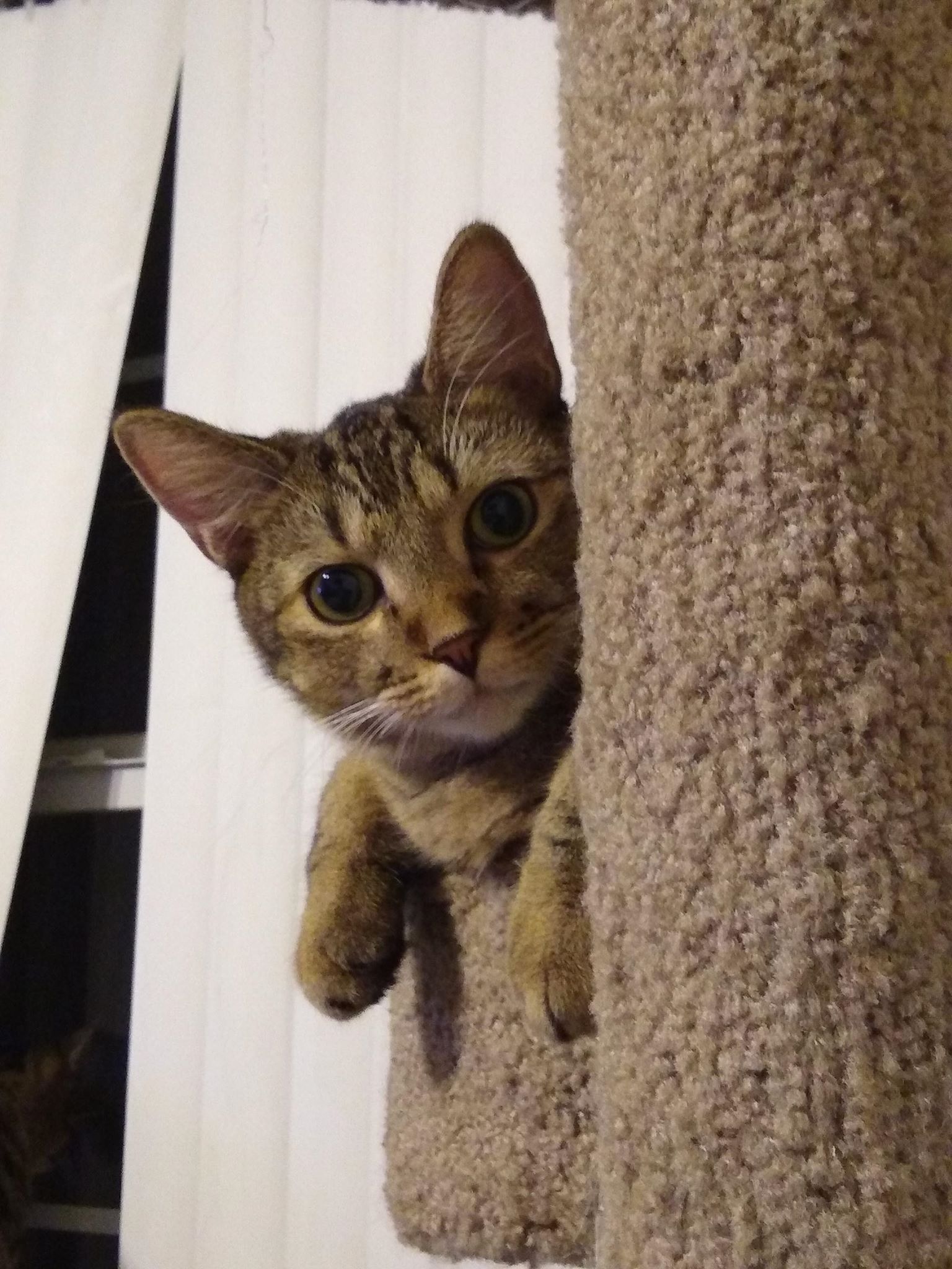 Available Kitties =^..^= Cat Around Town Project