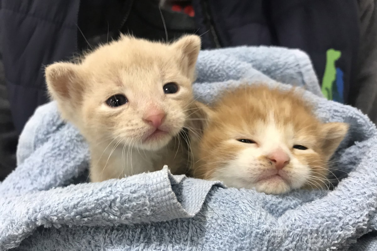 Community Cat Care and Management Canadian Animal Task Force