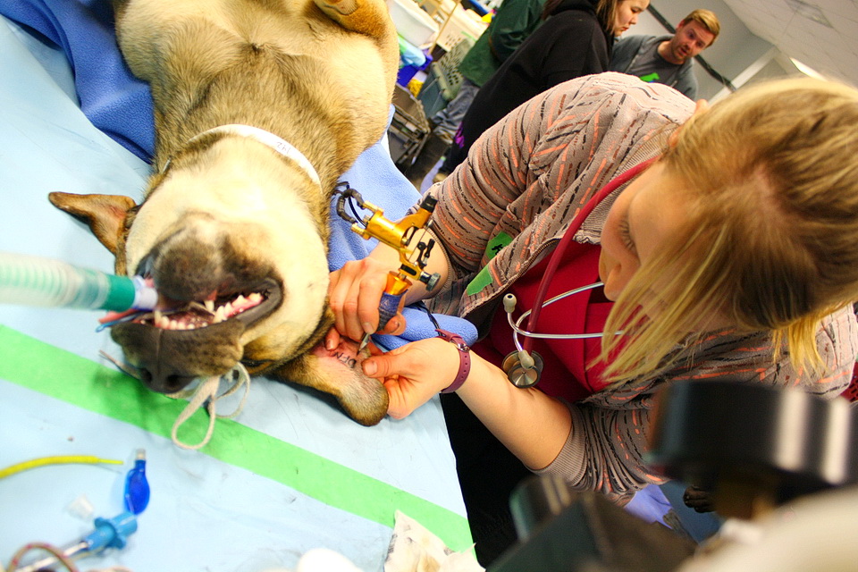 Spay and Neuter Clinics Canadian Animal Task Force