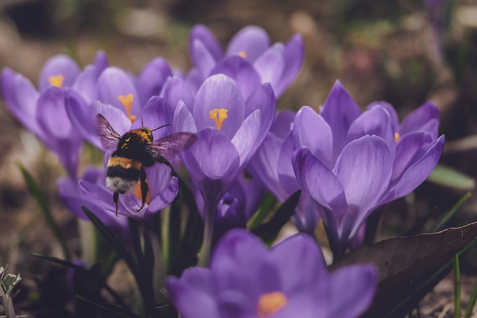 10 the Most Common Toxic House Plants for Cats Catastic