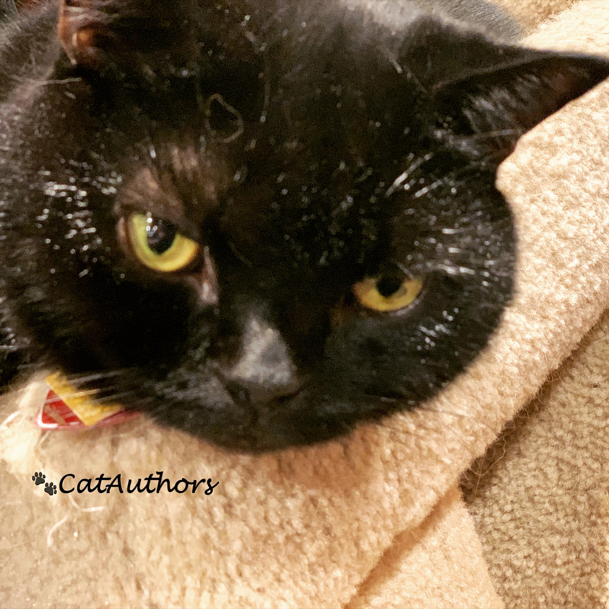 YOGURT FACE Cat Authors