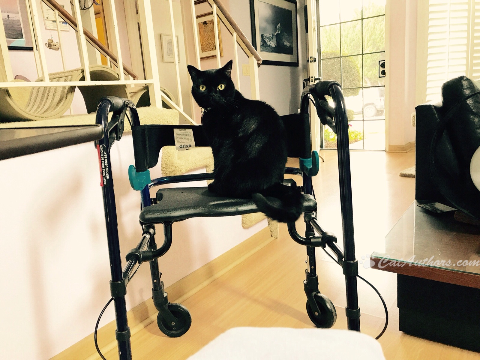 WALKERS & RIDERS Cat Authors