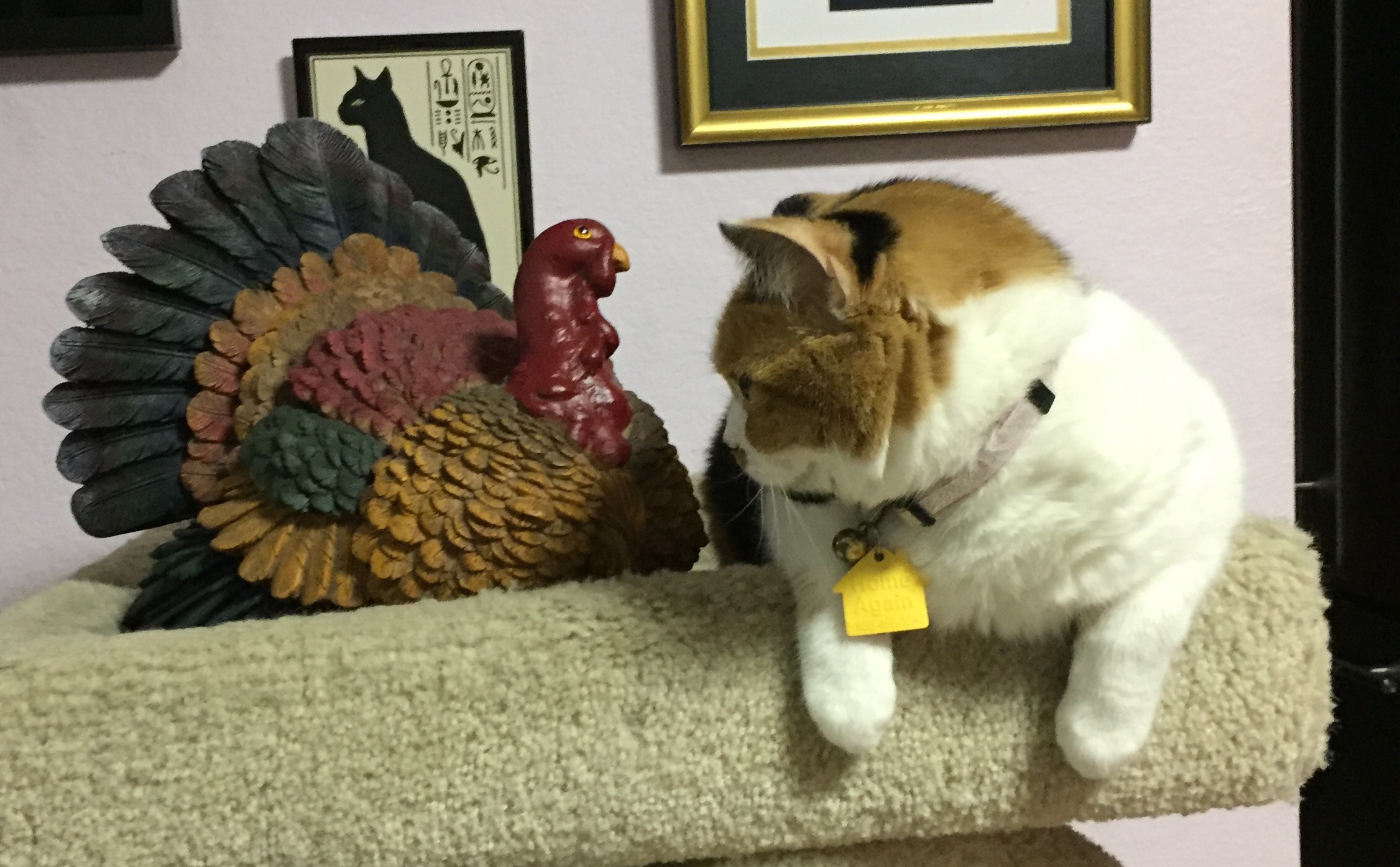 TALKIN' TURKEY Cat Authors