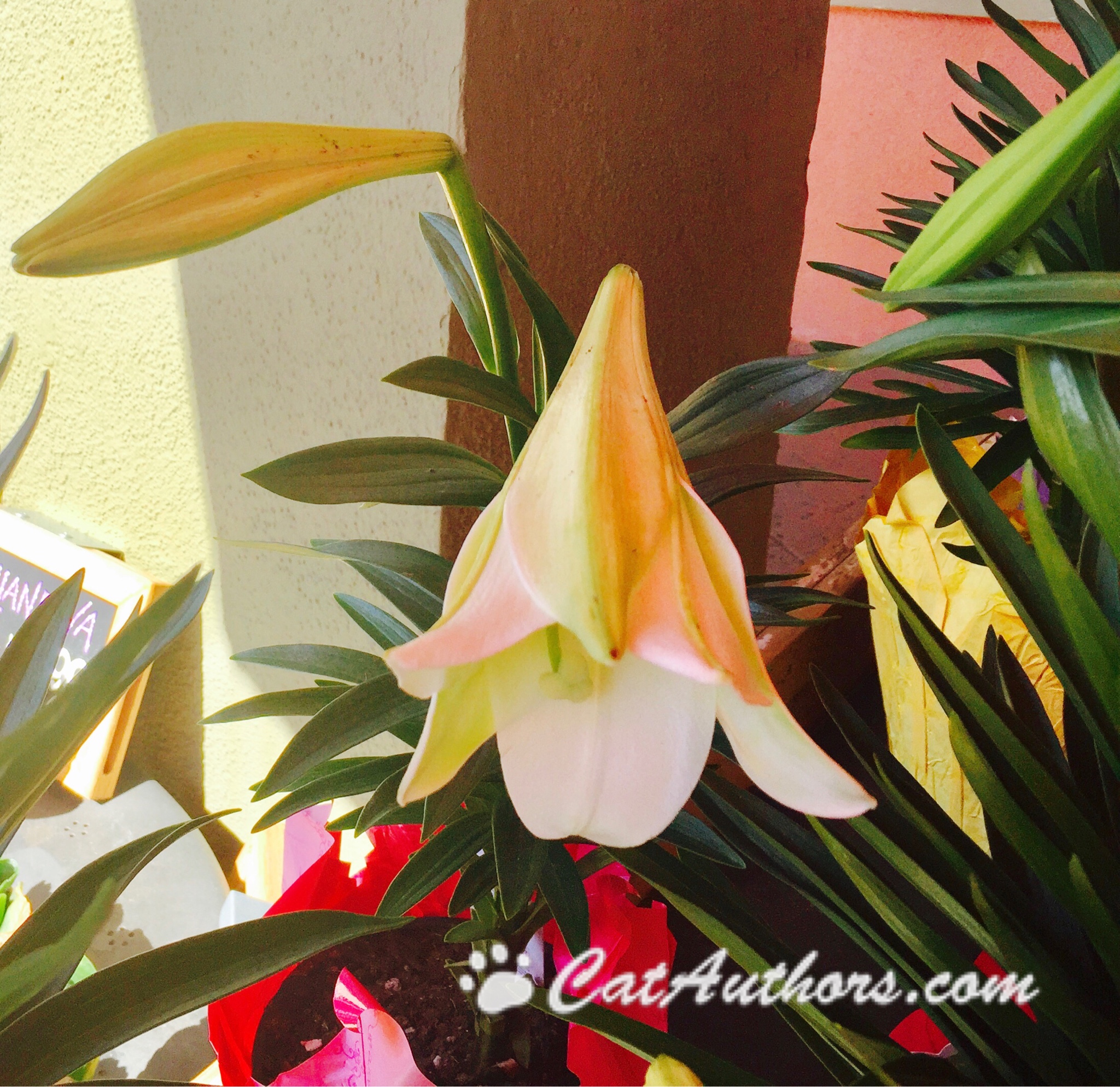 POISON ALERT EASTER LILY Cat Authors