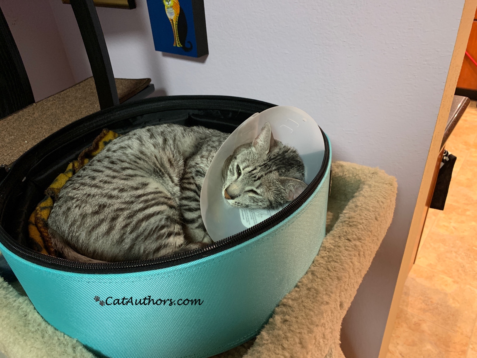 SLEEP WITH A CONE ON? Cat Authors