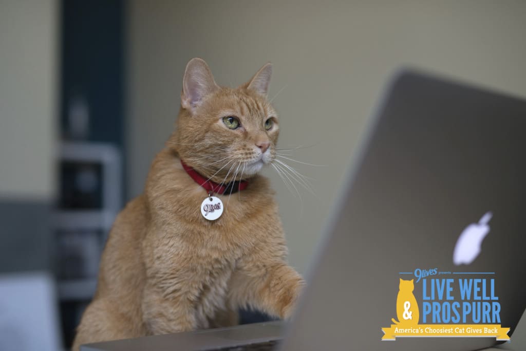Morris is Back! Cat Behavior Alliance