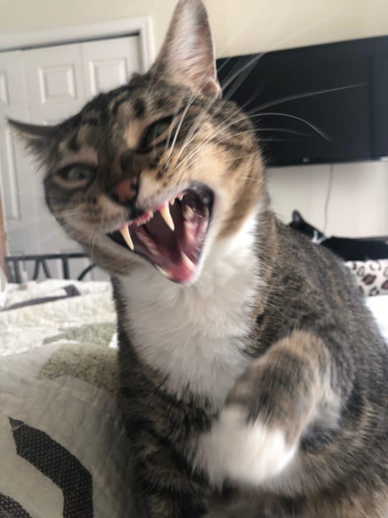 My Cat Is Aggressive How to Handle Aggressive Cats