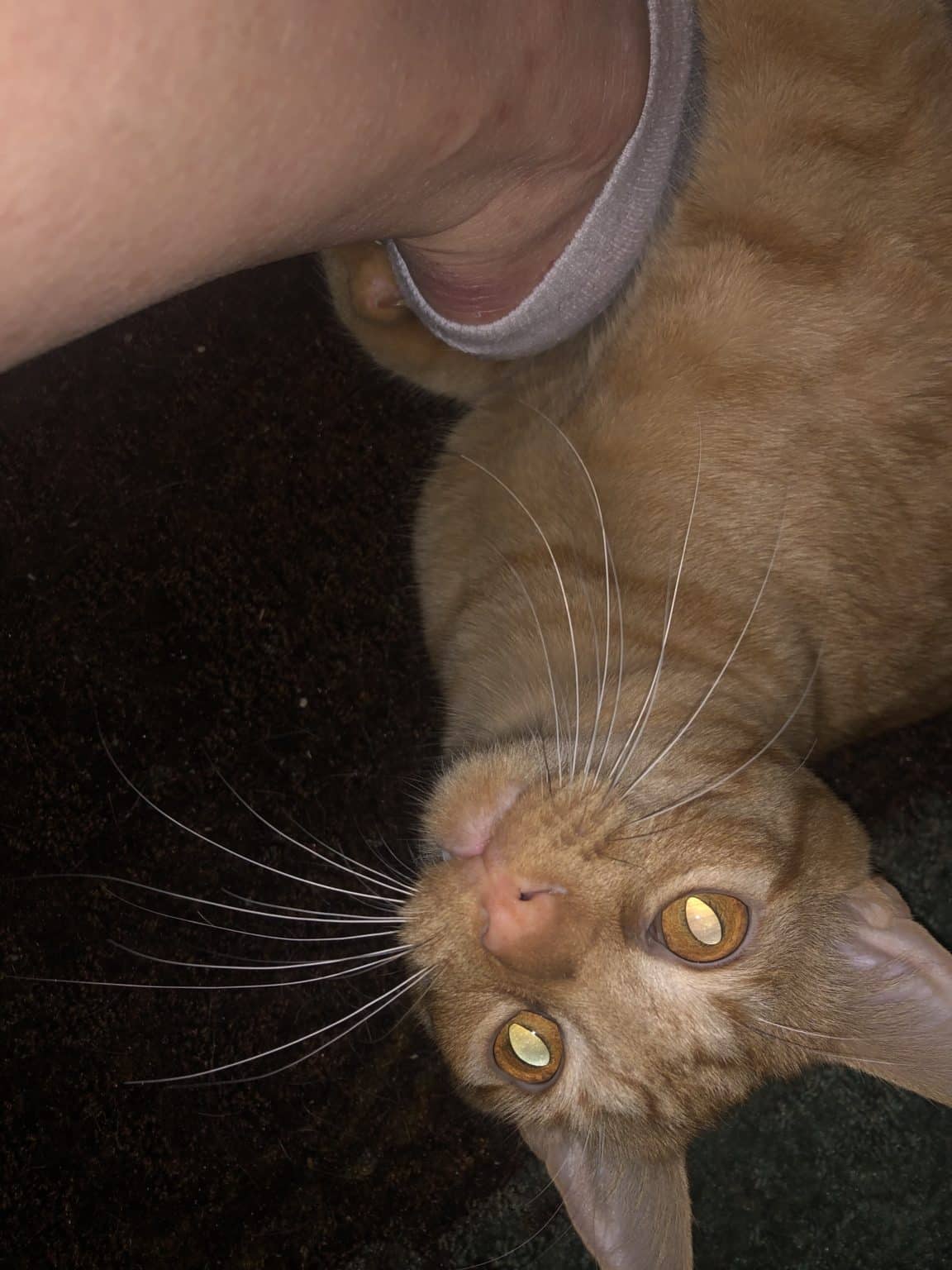 Why Does My Cat Steal My Socks [off my feet] and How Do I Stop Him