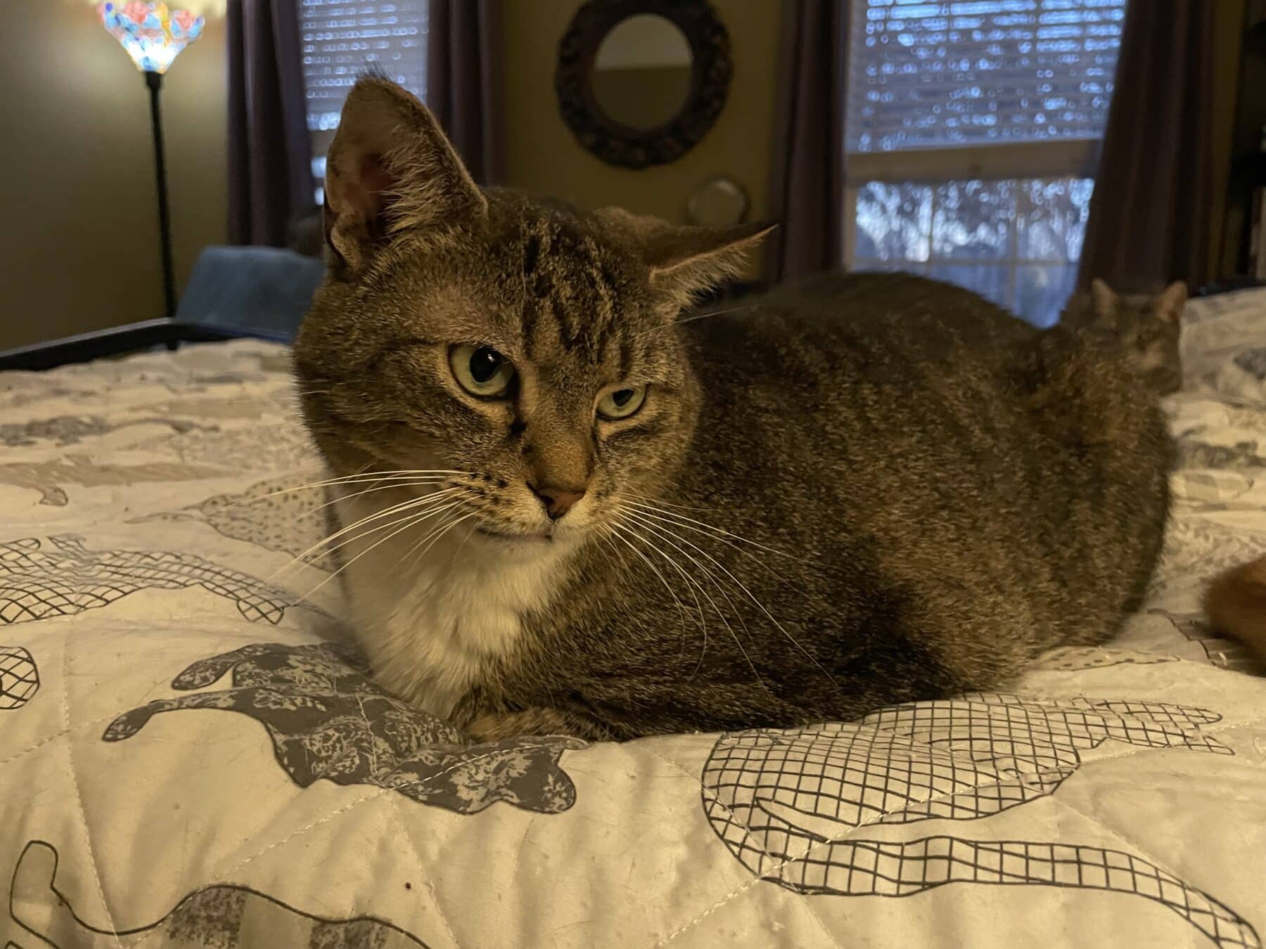 My Cat Pooped On My Bed What Causes Litter Box Issues