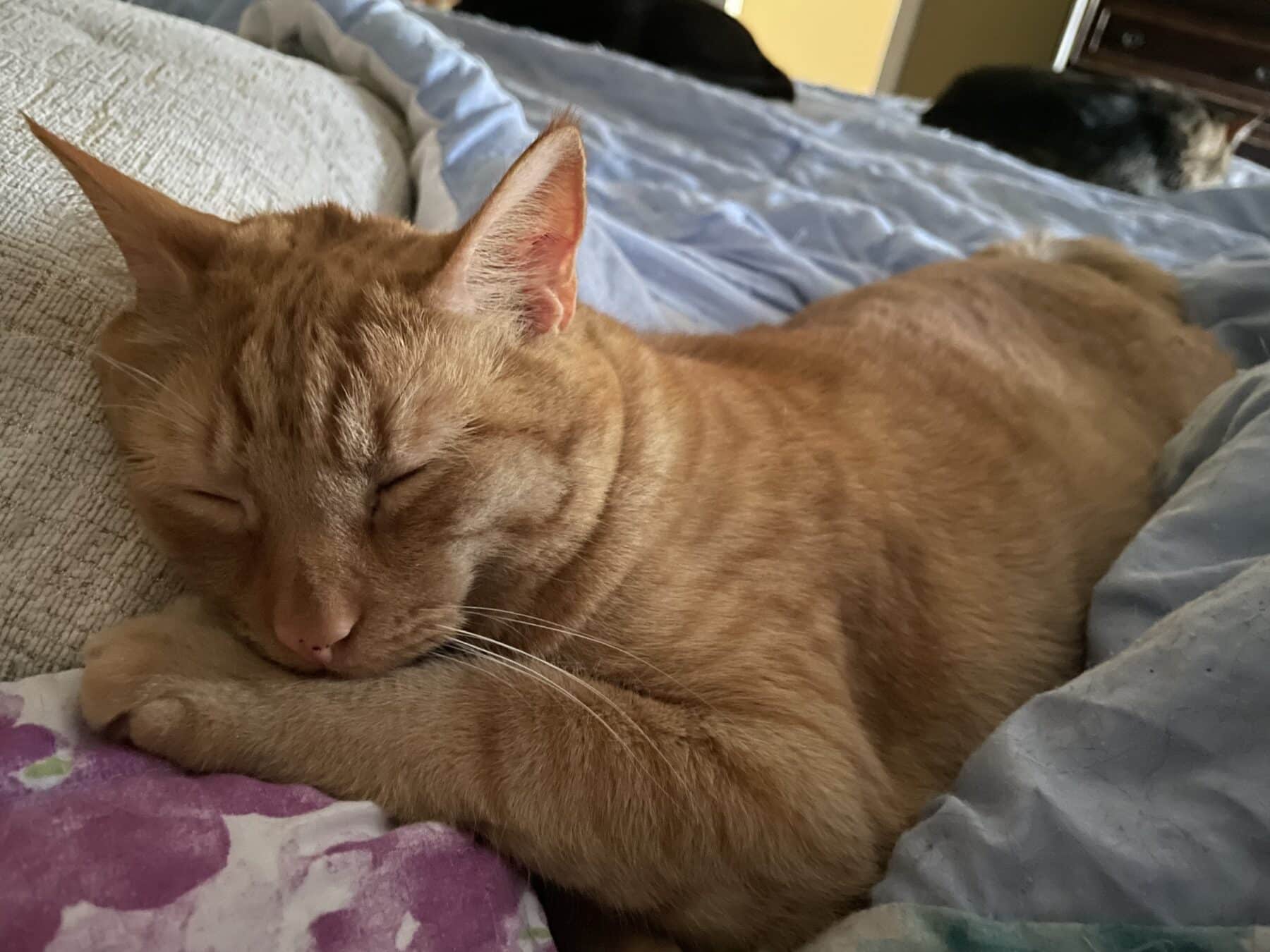 My Cat Pooped On My Bed What Causes Litter Box Issues