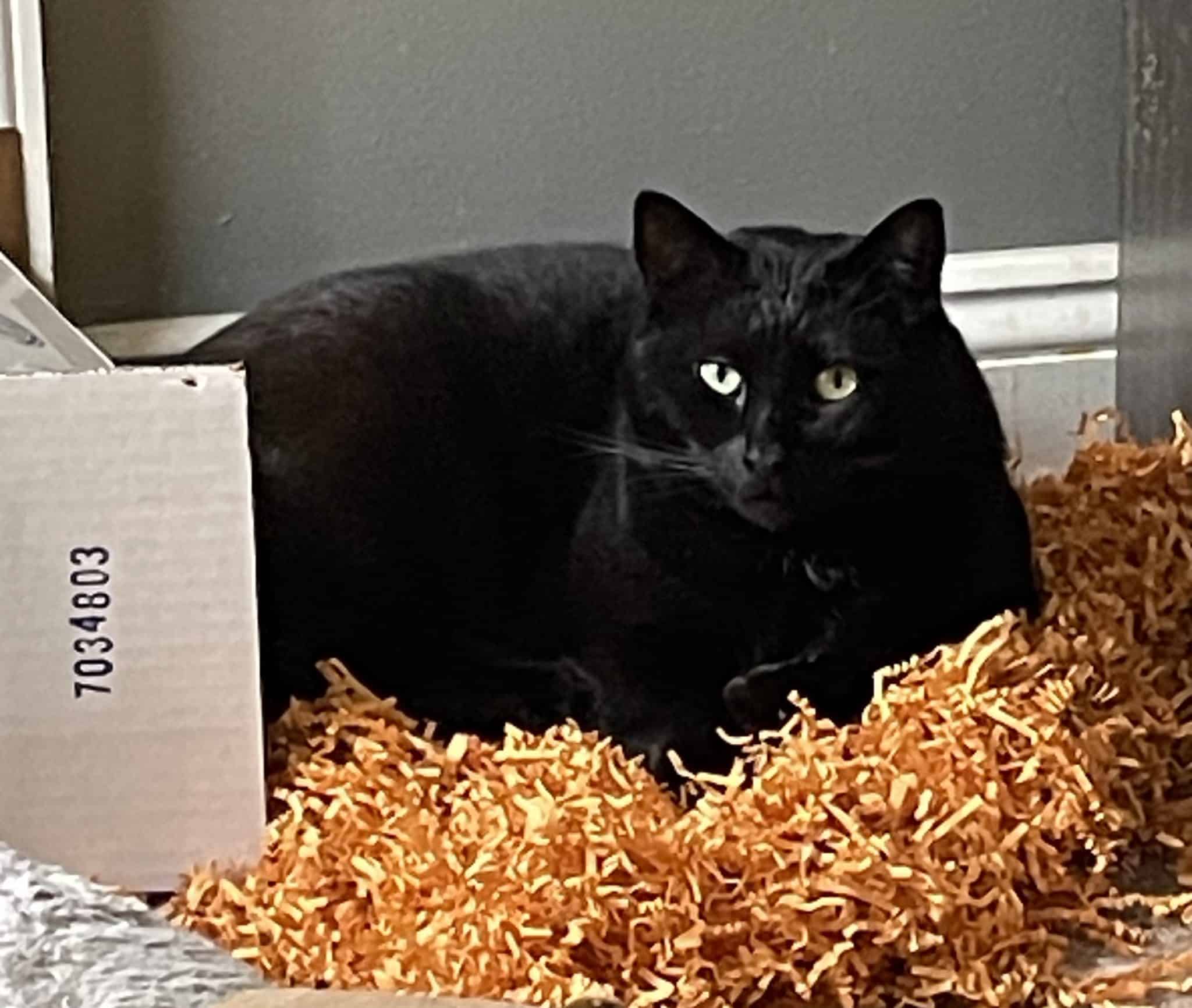 Black Cat Fun Facts Halloween and Black Cats